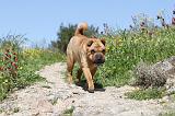 SHAR-PEI 435